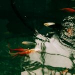 A vibrant scene of colorful koi fish swimming gracefully in a tranquil pond, reflecting light.