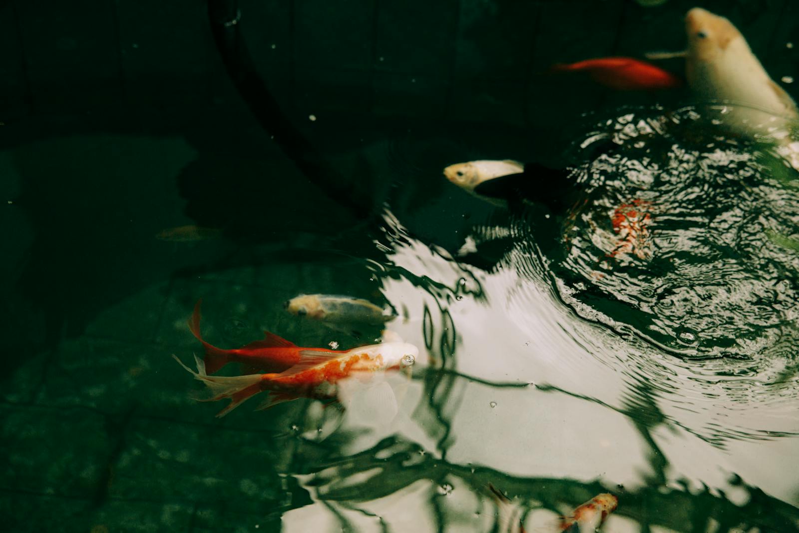 A vibrant scene of colorful koi fish swimming gracefully in a tranquil pond, reflecting light.